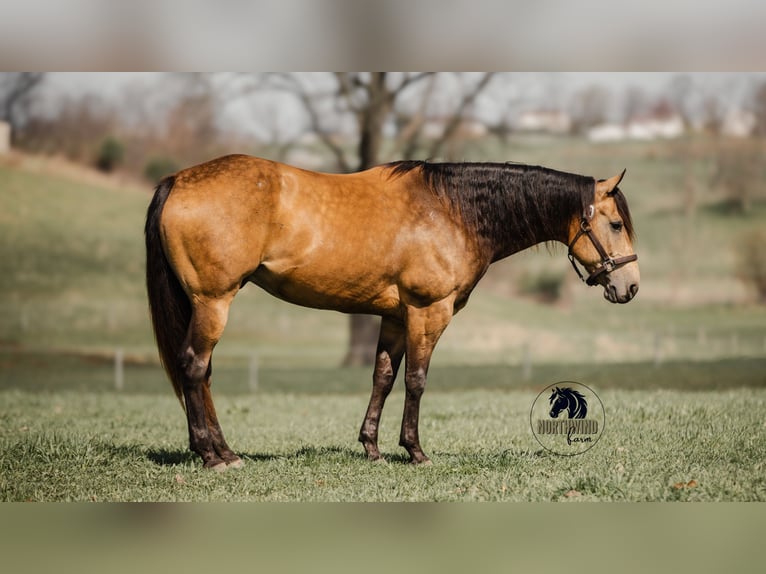 American Quarter Horse Gelding 6 years 15,2 hh Buckskin in Fredericksburg, OH
