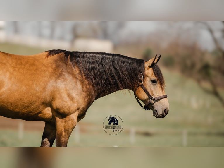 American Quarter Horse Gelding 6 years 15,2 hh Buckskin in Fredericksburg, OH