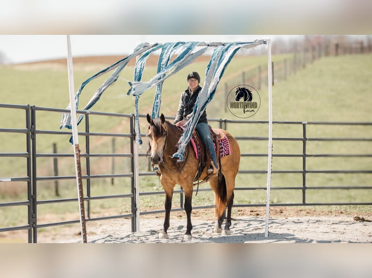American Quarter Horse Gelding 6 years 15,2 hh Buckskin in Fredericksburg, OH