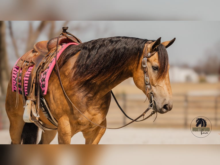American Quarter Horse Gelding 6 years 15,2 hh Buckskin in Fredericksburg, OH