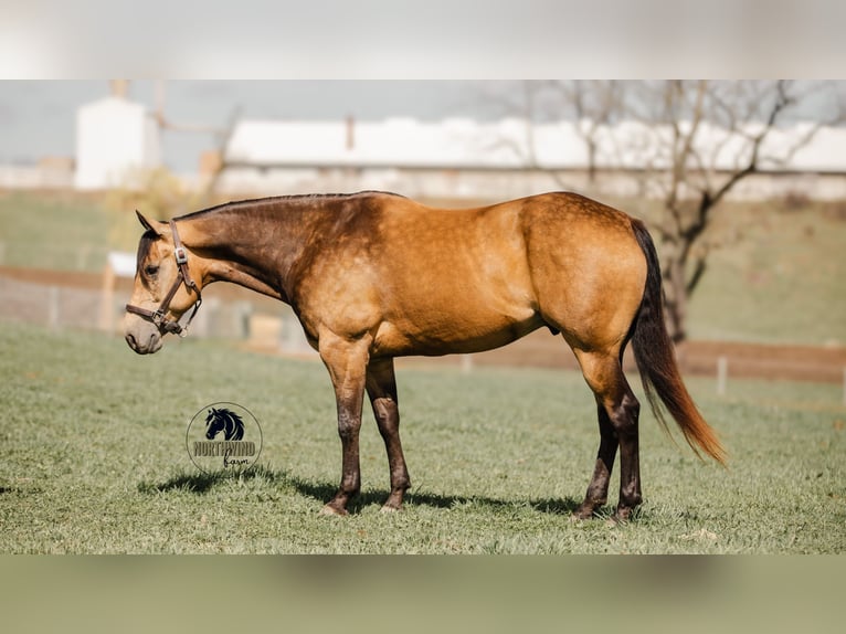 American Quarter Horse Gelding 6 years 15,2 hh Buckskin in Fredericksburg, OH