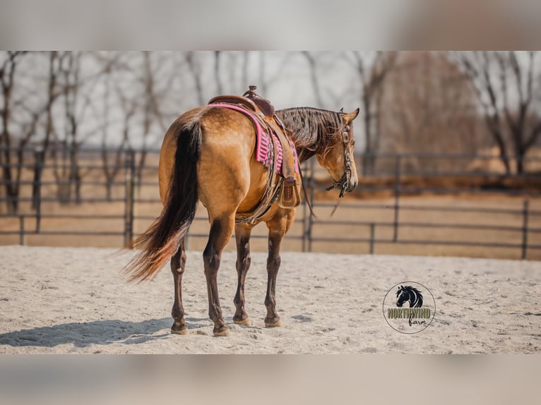 American Quarter Horse Gelding 6 years 15,2 hh Buckskin in Fredericksburg, OH