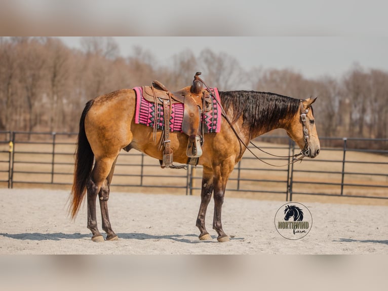 American Quarter Horse Gelding 6 years 15,2 hh Buckskin in Fredericksburg, OH