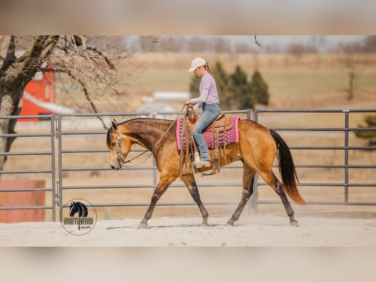 American Quarter Horse Gelding 6 years 15,2 hh Buckskin in Fredericksburg, OH