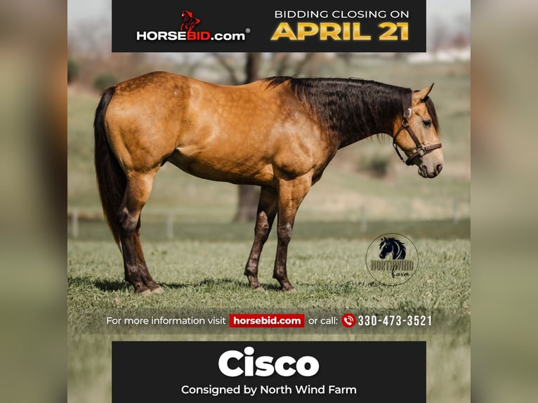 American Quarter Horse Gelding 6 years 15,2 hh Buckskin in Fredericksburg, OH