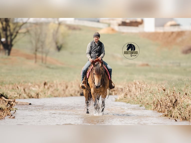 American Quarter Horse Gelding 6 years 15,2 hh Buckskin in Fredericksburg, OH