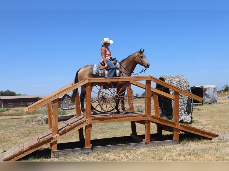 American Quarter Horse Gelding 6 years 15,2 hh Buckskin in Waterford