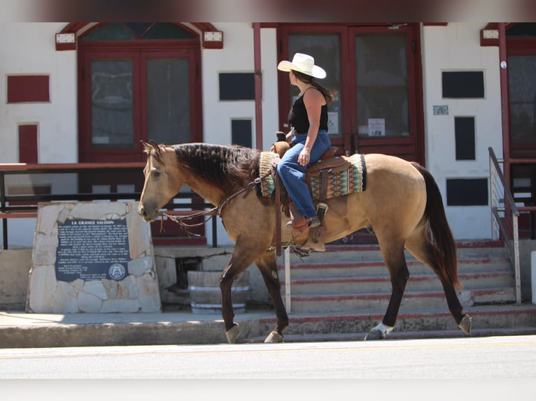 American Quarter Horse Gelding 6 years 15,2 hh Buckskin in Waterford