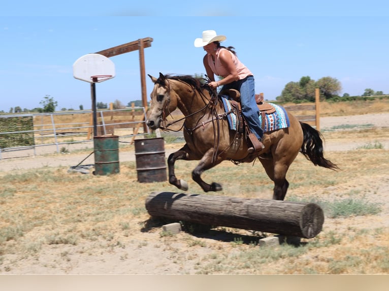 American Quarter Horse Gelding 6 years 15,2 hh Buckskin in Waterford