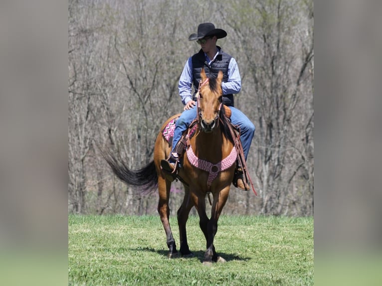 American Quarter Horse Gelding 6 years 15,2 hh Buckskin in Mount Vernon KY