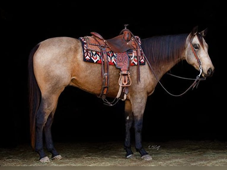 American Quarter Horse Gelding 6 years 15,2 hh Buckskin in Ravenna TX