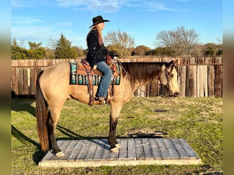 American Quarter Horse Gelding 6 years 15,2 hh Buckskin in Ravenna TX