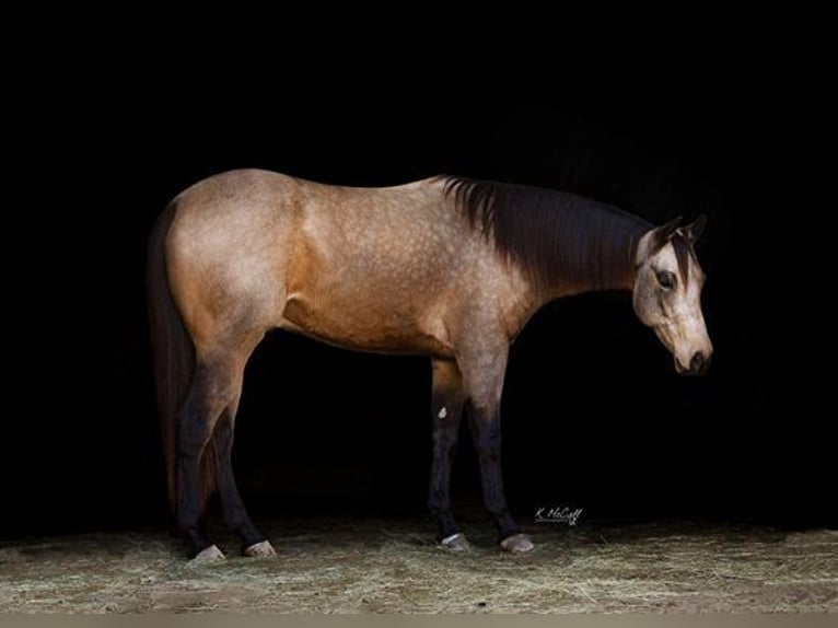 American Quarter Horse Gelding 6 years 15,2 hh Buckskin in Ravenna TX