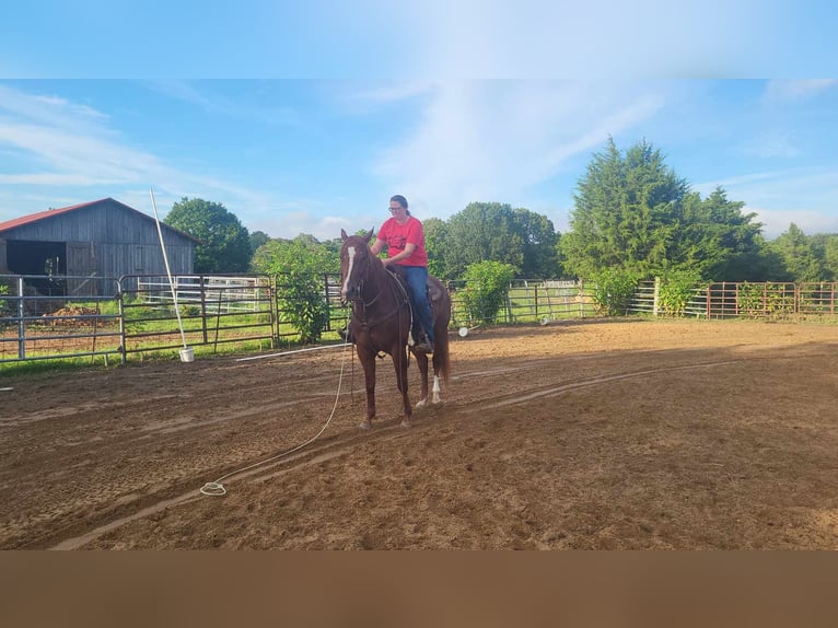 American Quarter Horse Gelding 6 years 15,2 hh Chestnut-Red in BENTON, KY