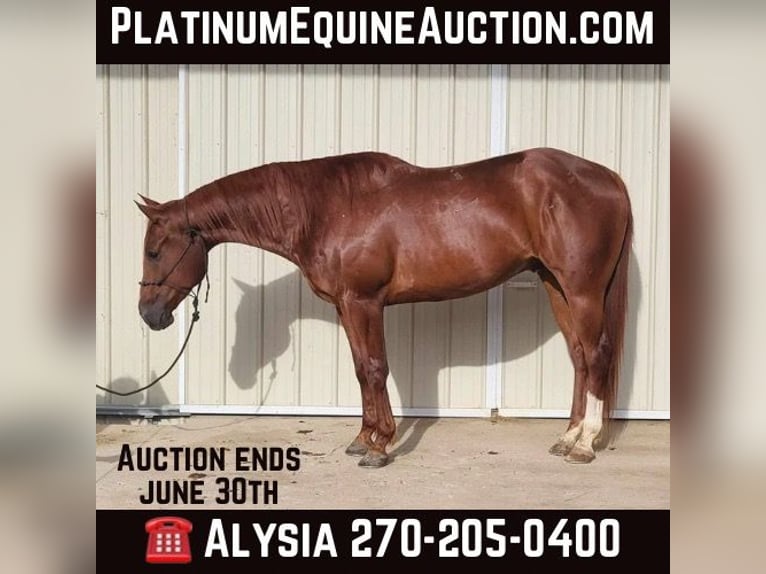 American Quarter Horse Gelding 6 years 15,2 hh Chestnut-Red in BENTON, KY