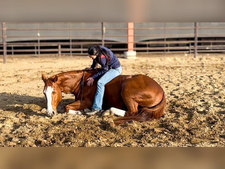 American Quarter Horse Gelding 6 years 15,2 hh Chestnut in Pleasant Grove CA