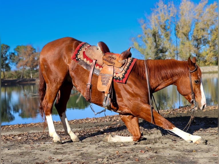 American Quarter Horse Gelding 6 years 15,2 hh Chestnut in Pleasant Grove CA