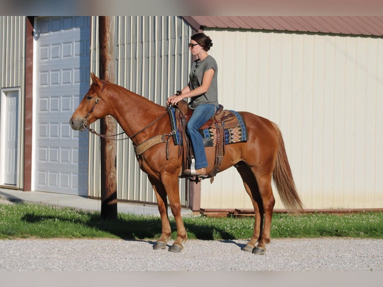 American Quarter Horse Gelding 6 years 15,2 hh Chestnut in Sonora KY