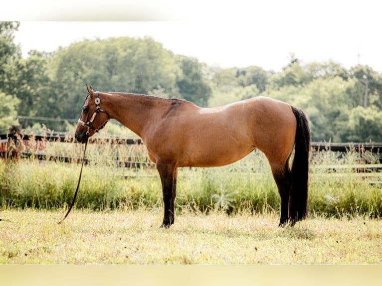 American Quarter Horse Gelding 6 years 15.2 hh Dun in Jackson MI