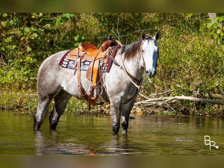 American Quarter Horse Gelding 6 years 15,2 hh Gray-Dapple in Mountain Grove MO
