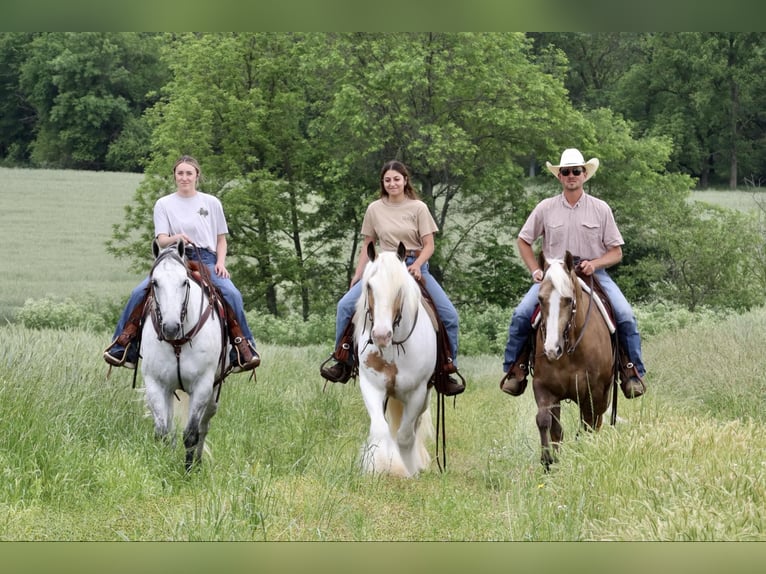 American Quarter Horse Gelding 6 years 15,2 hh Gray in Mount Vernon, MO