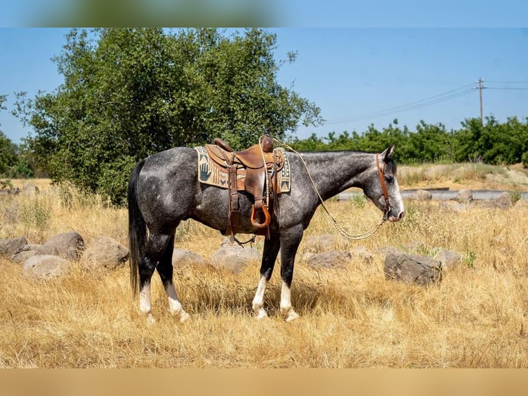 American Quarter Horse Gelding 6 years 15,2 hh Gray in Waterford, CA