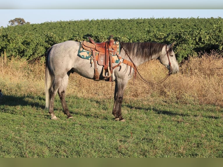 American Quarter Horse Gelding 6 years 15,2 hh Gray in Waterford, CA