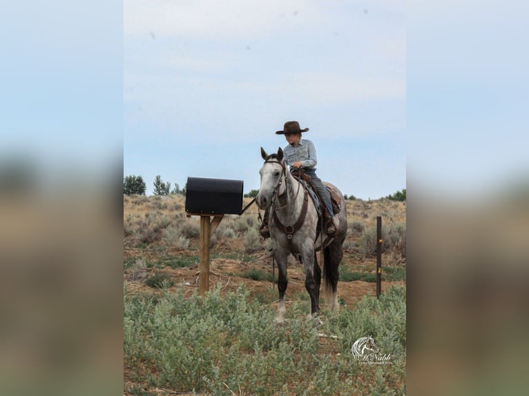 American Quarter Horse Gelding 6 years 15,2 hh Gray in Cody