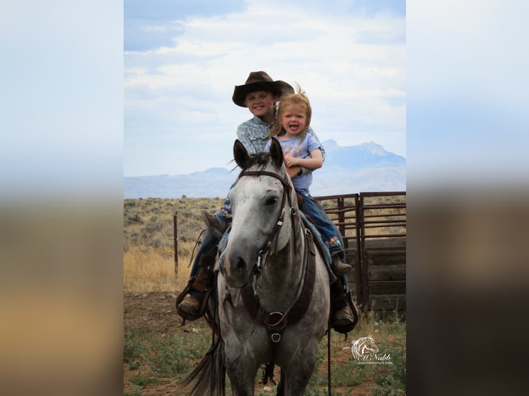 American Quarter Horse Gelding 6 years 15,2 hh Gray in Cody