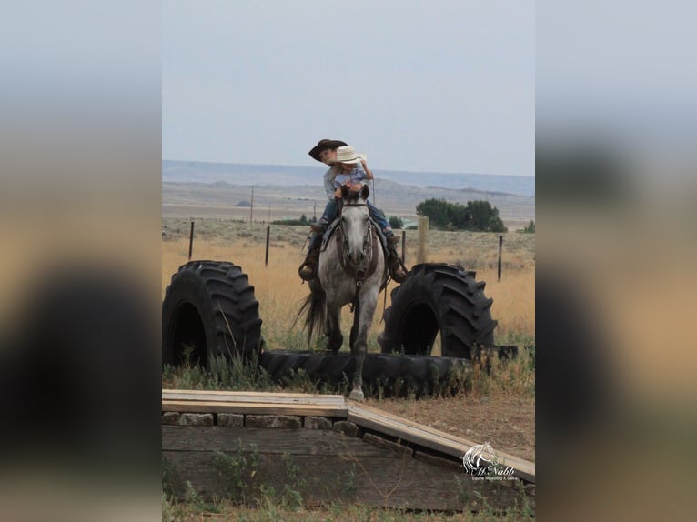 American Quarter Horse Gelding 6 years 15,2 hh Gray in Cody