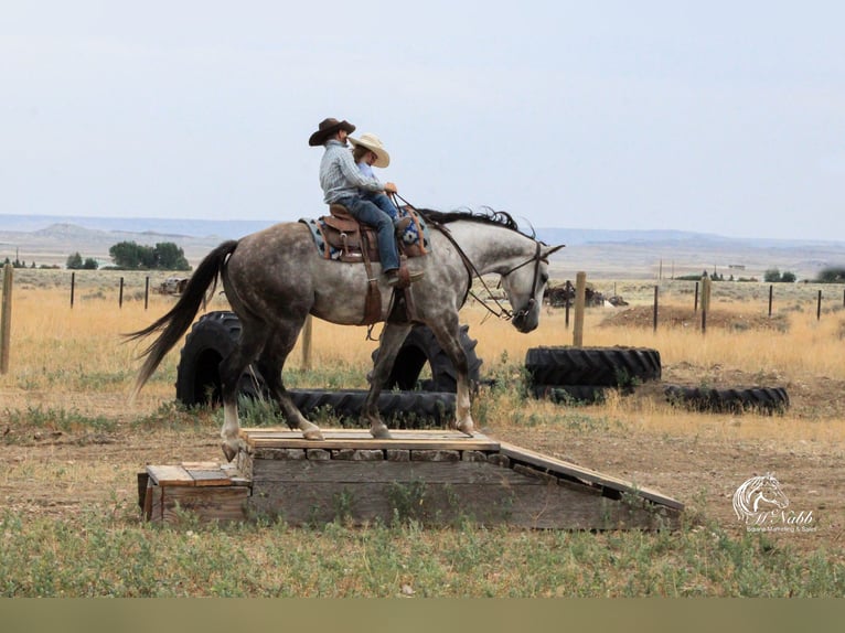 American Quarter Horse Gelding 6 years 15,2 hh Gray in Cody