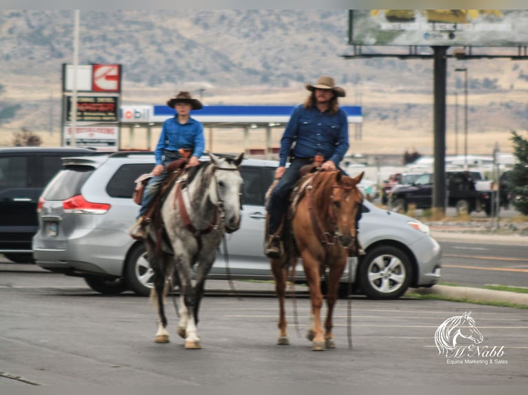 American Quarter Horse Gelding 6 years 15,2 hh Gray in Cody