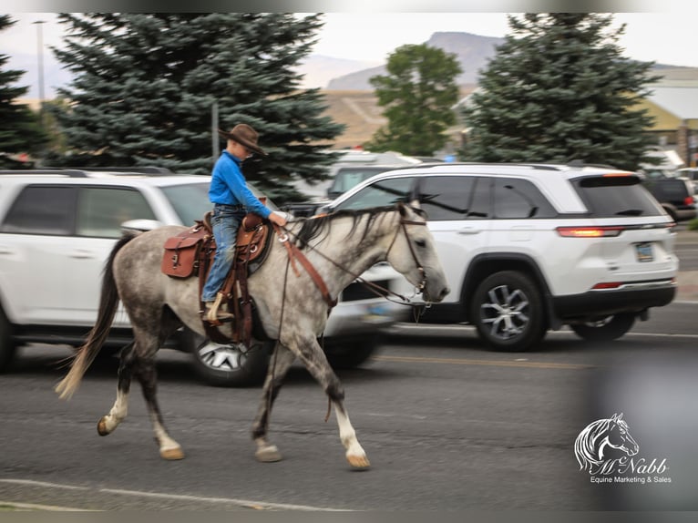 American Quarter Horse Gelding 6 years 15,2 hh Gray in Cody