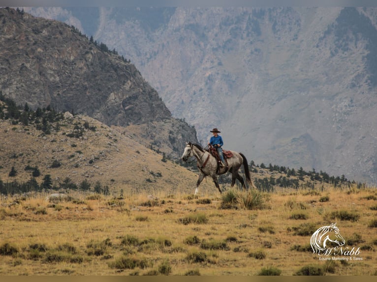 American Quarter Horse Gelding 6 years 15,2 hh Gray in Cody