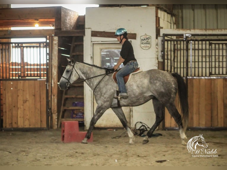 American Quarter Horse Gelding 6 years 15,2 hh Gray in Cody