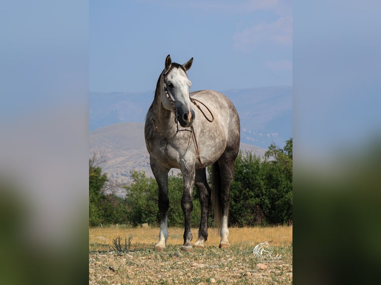 American Quarter Horse Gelding 6 years 15,2 hh Gray in Cody