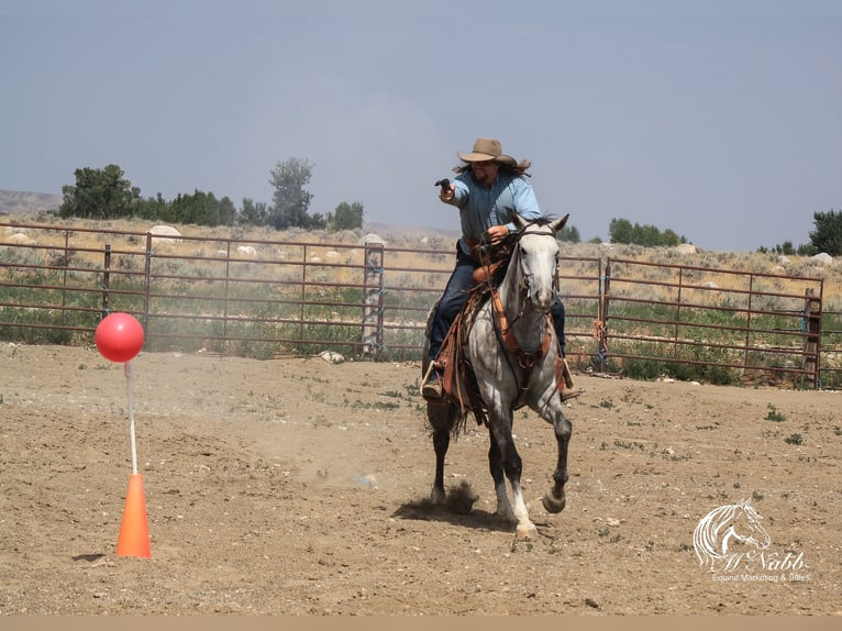 American Quarter Horse Gelding 6 years 15,2 hh Gray in Cody