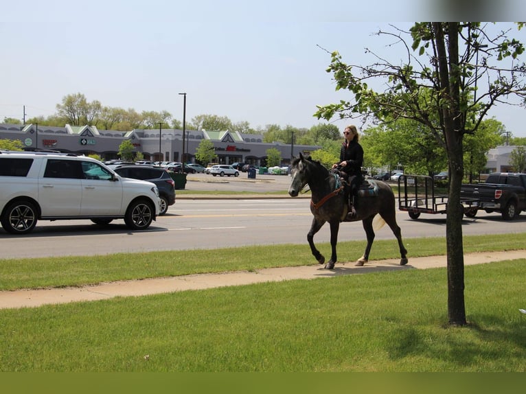 American Quarter Horse Gelding 6 years 15,2 hh Gray in Highland MI