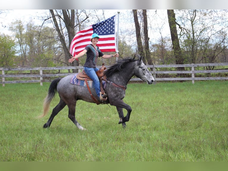 American Quarter Horse Gelding 6 years 15,2 hh Gray in Highland MI