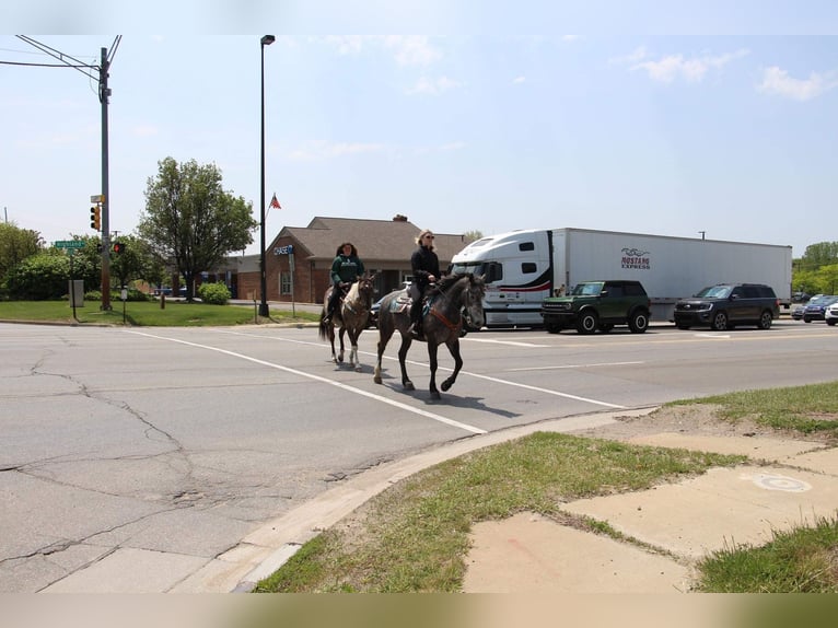 American Quarter Horse Gelding 6 years 15,2 hh Gray in Highland MI