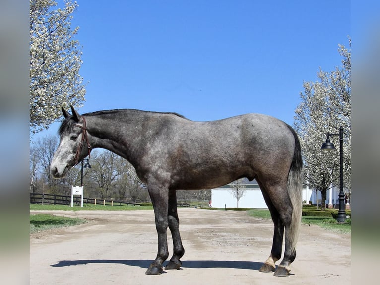 American Quarter Horse Gelding 6 years 15,2 hh Gray in Highland MI