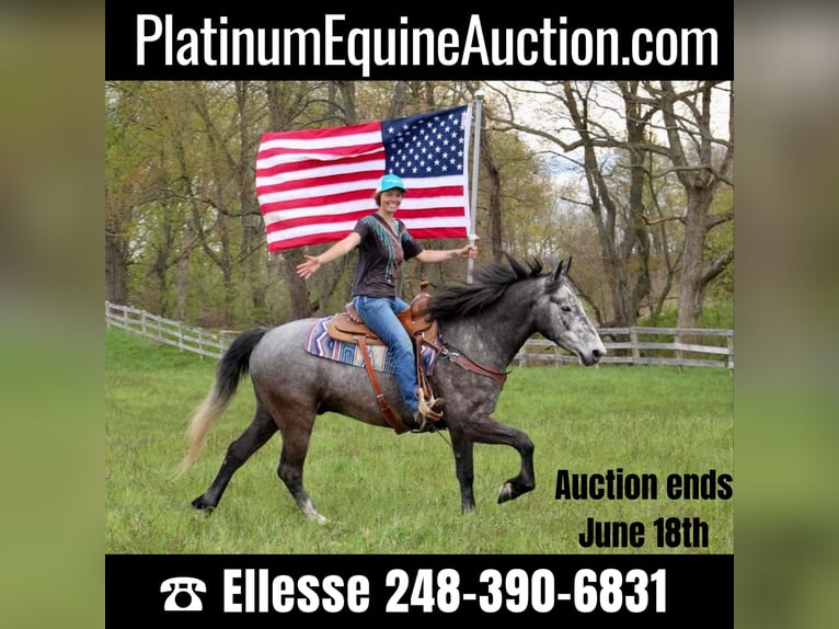 American Quarter Horse Gelding 6 years 15,2 hh Gray in Highland MI