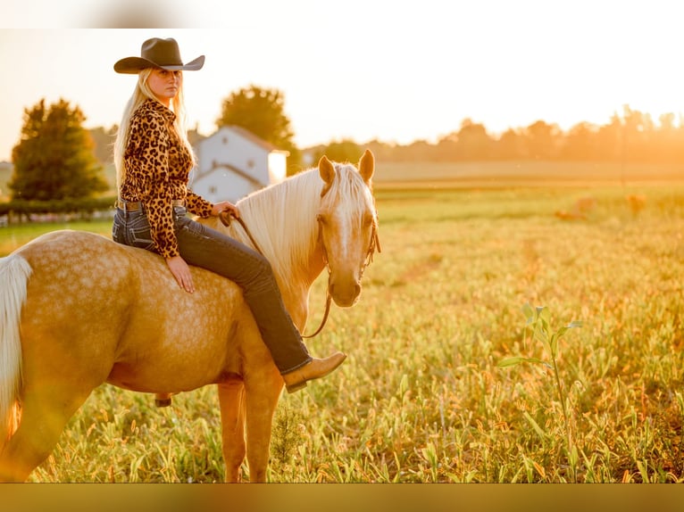 American Quarter Horse Gelding 6 years 15,2 hh Palomino in Narvon, PA