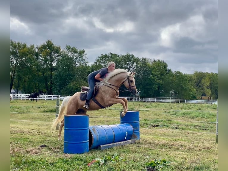 American Quarter Horse Gelding 6 years 15,2 hh Palomino in Narvon, PA