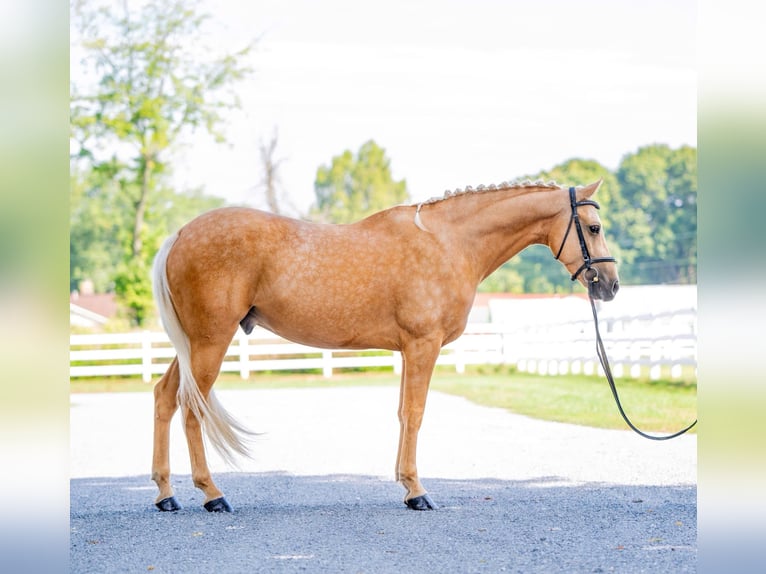 American Quarter Horse Gelding 6 years 15,2 hh Palomino in Narvon, PA