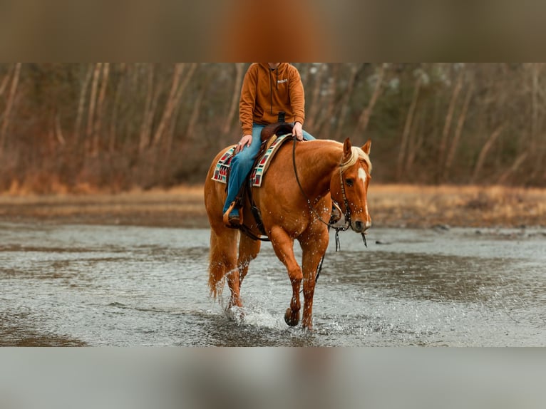 American Quarter Horse Gelding 6 years 15.2 hh Palomino in Quitman