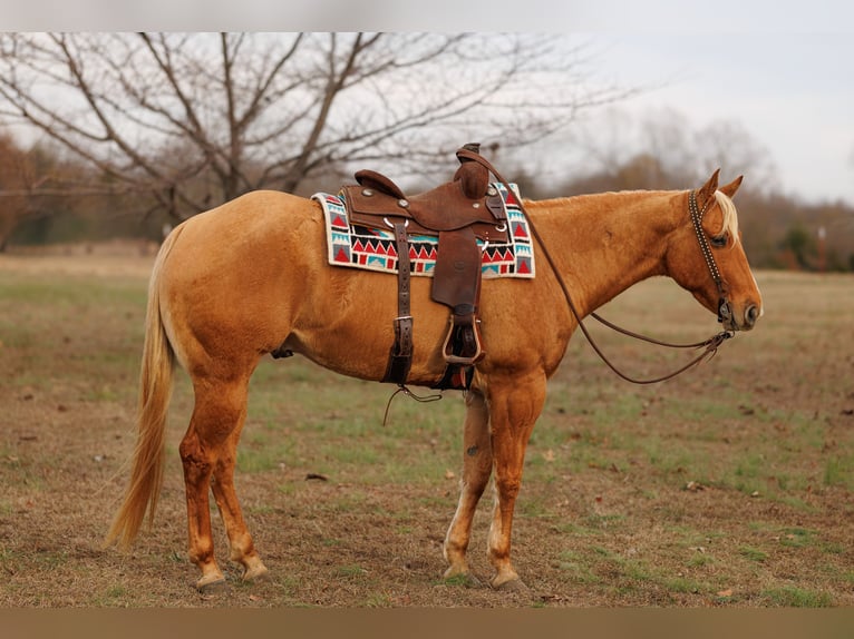American Quarter Horse Gelding 6 years 15.2 hh Palomino in Quitman