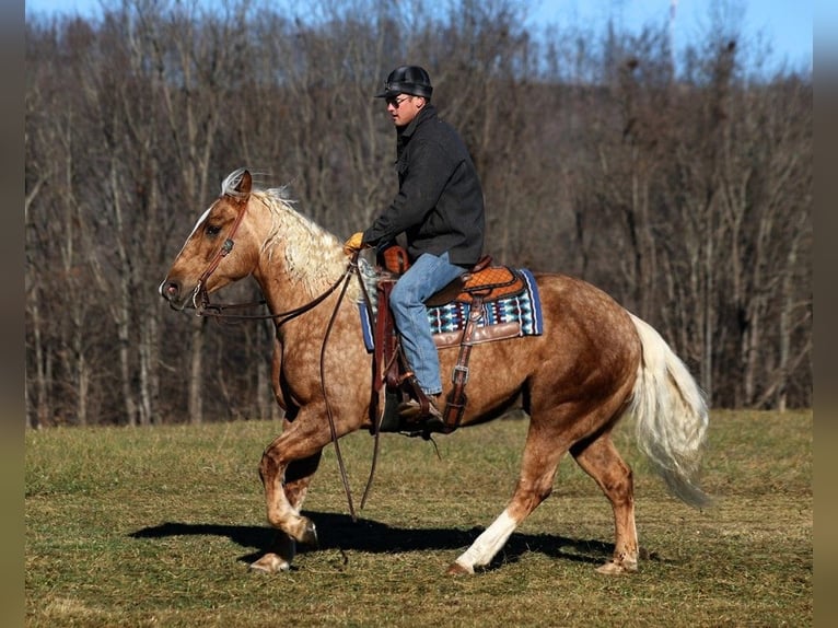 American Quarter Horse Gelding 6 years 15,2 hh Palomino in Level Green KY