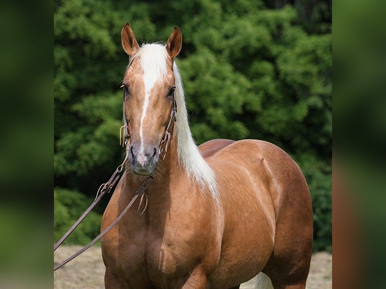 American Quarter Horse Gelding 6 years 15,2 hh Palomino in Level Green KY