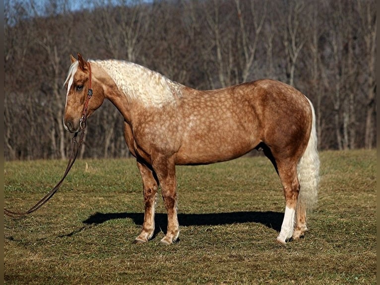 American Quarter Horse Gelding 6 years 15,2 hh Palomino in Level Green KY